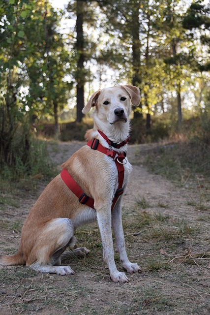Perro, Mascota, Animal, Cachorro