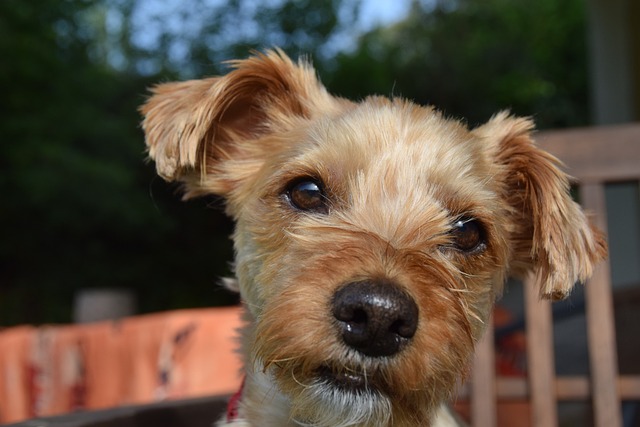 Perro, Yorkie, Mascota, Animal, Joven