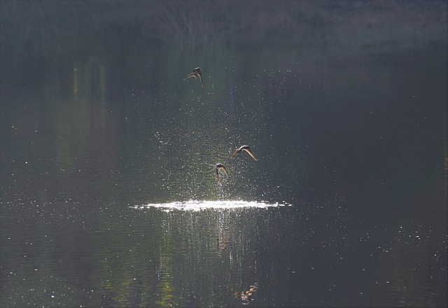 Naturaleza, Aves, Lago, El Verano