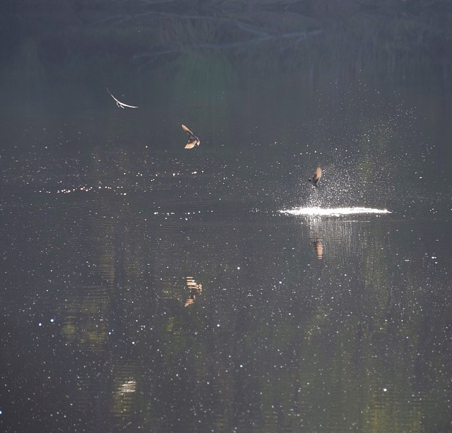 Naturaleza, Aves, Lago, El Verano