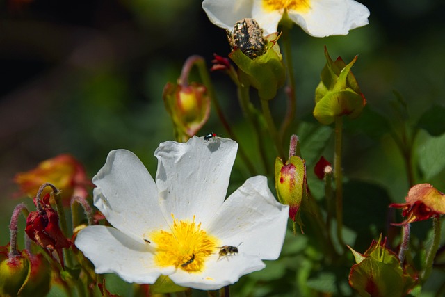 Naturaleza, Insectos, Plantas, Flor