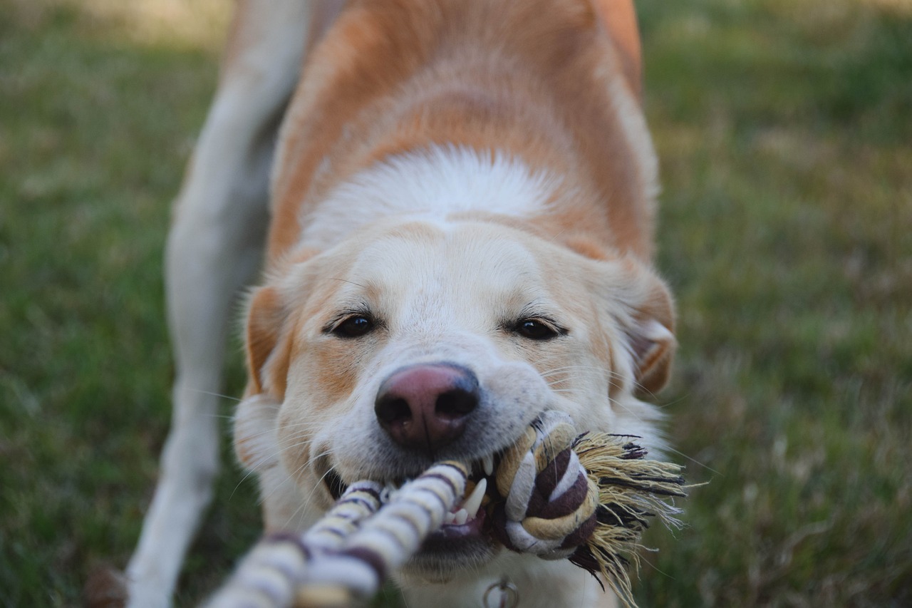 Dog - free online jigsaw puzzle photo