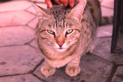 Free Cat Feline photo and picture