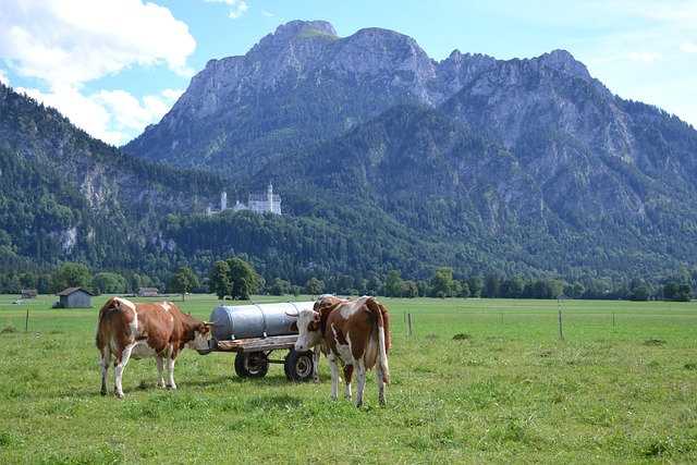 Free Allgäu Cows photo and picture