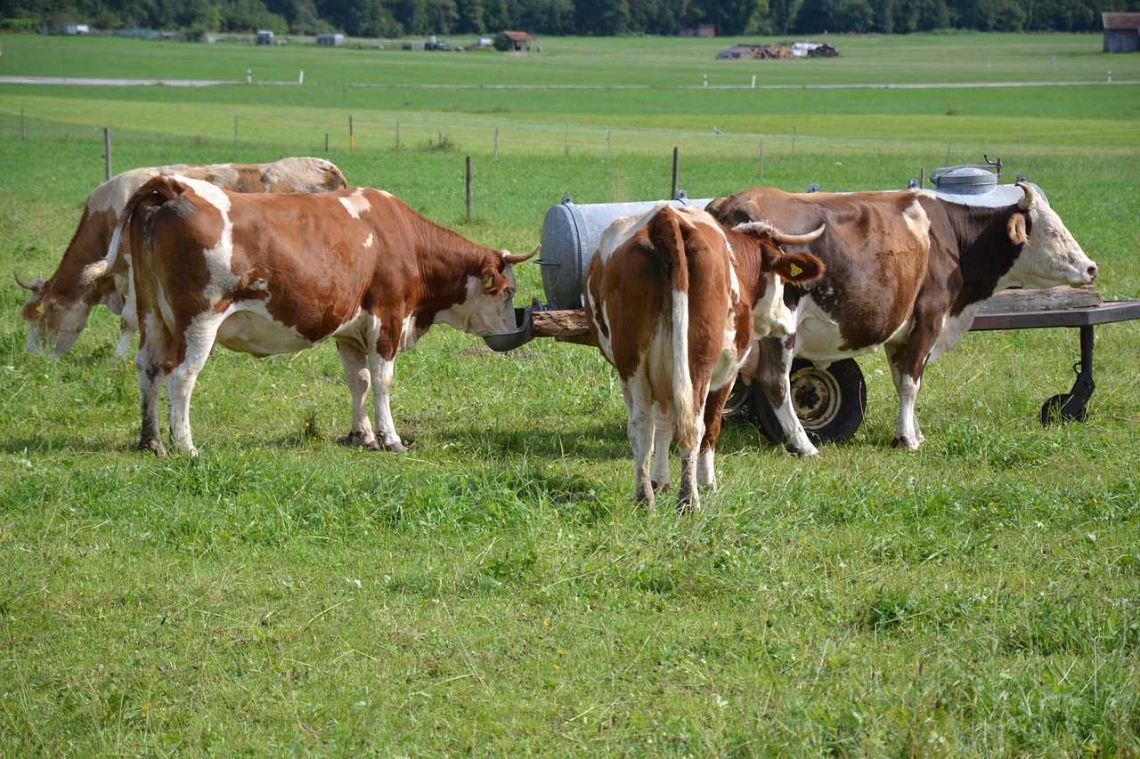 Allgäu Cows Beef - Free photo on Pixabay - Pixabay