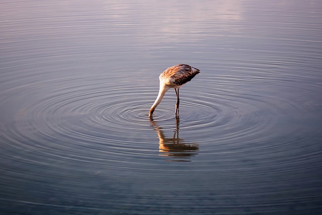 Flamingo, Pasăre, Apă, Reflecţie
