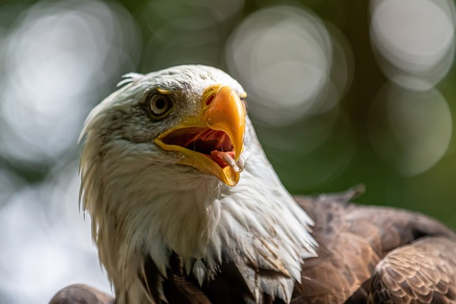 Free Adler Bird photo and picture