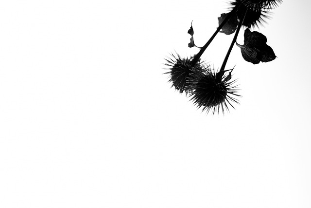 Free Thistle Nature photo and picture