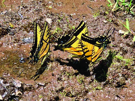 Schmetterling, Farben, Insects, Natur