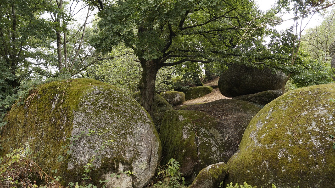 Pierre's Tree Tree Pierre Nature - Free photo on Pixabay - Pixabay