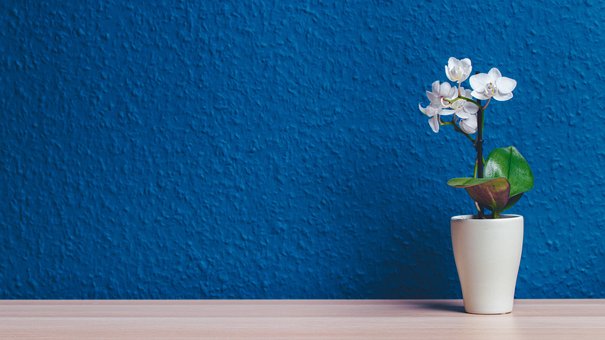 Free Flower Orchid photo and picture