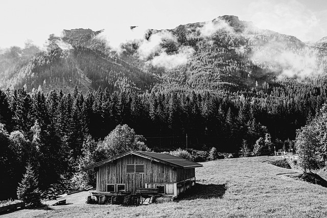 Heimat, Kabine, Hütte, Wald, Bäume