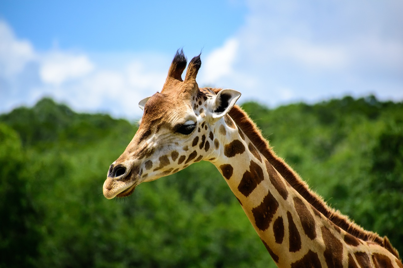 Giraffe Neck Nature Free photo on Pixabay