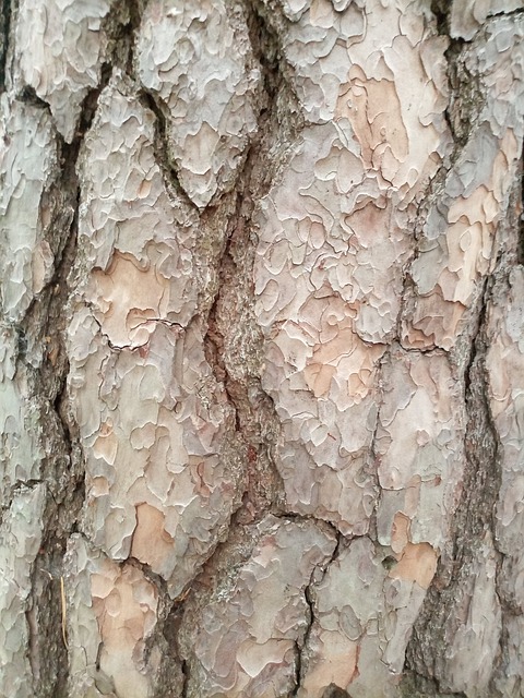 Free Tree Bark photo and picture
