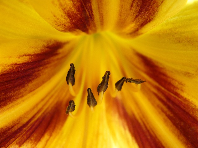 Free Flower Bloom photo and picture