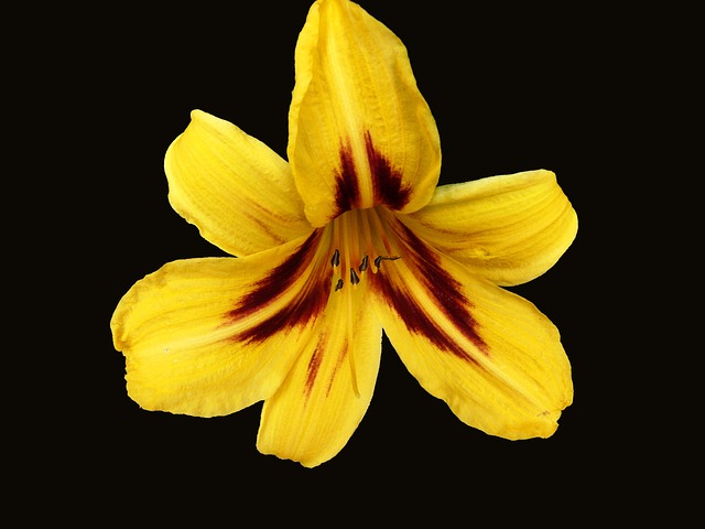 Free Flower Bloom photo and picture
