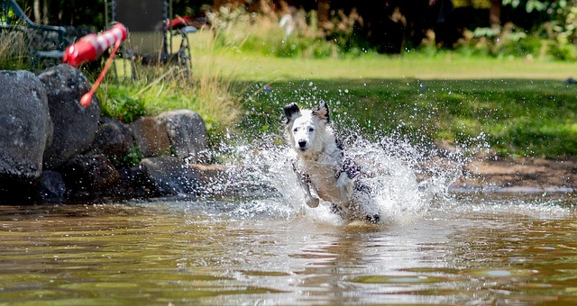Perro, Mascota, Animal, Juguete, Jugar