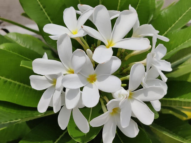 Champa Flowers White Group Free photo on Pixabay