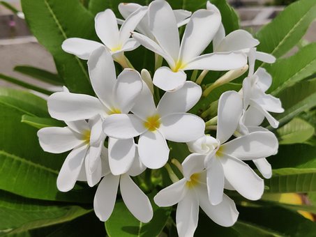Champa Blumen, Weiße Blumen