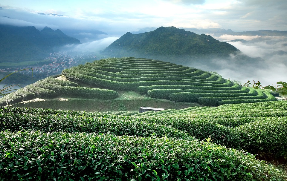 The Hill Tea Blue Wait Son - Free photo on Pixabay - Pixabay
