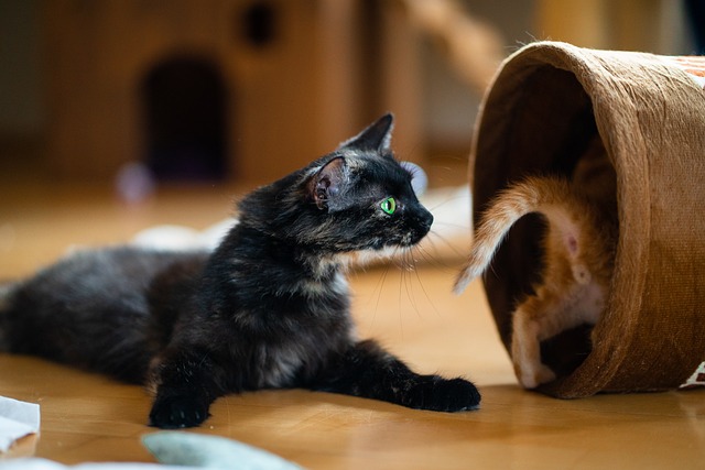 Free Cat Mother photo and picture