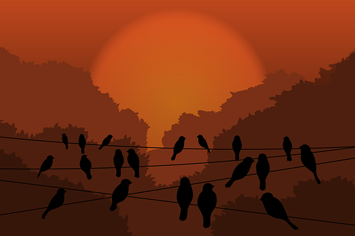 Aves, Cable, Atardecer, Cielo