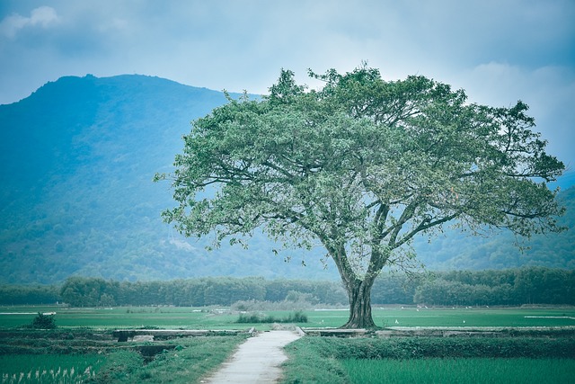 Baum, Schöne Blumen, Wiese, Natur