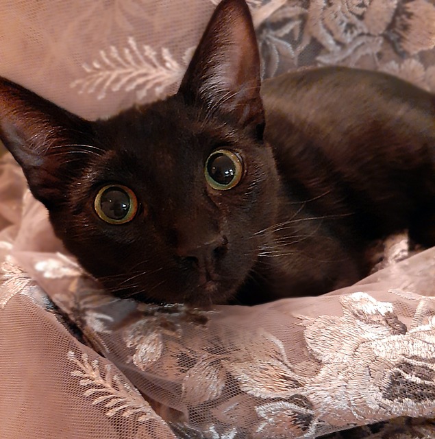 Kattunge, Cat, Kjæledyr, Dyr, Pels, Øyne