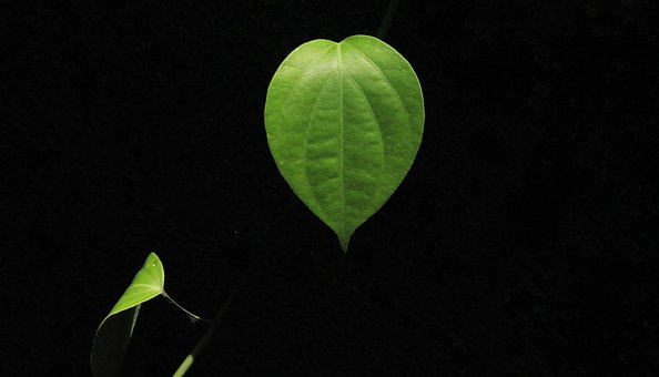 Hoja De Pimienta, Pimienta, Hoja