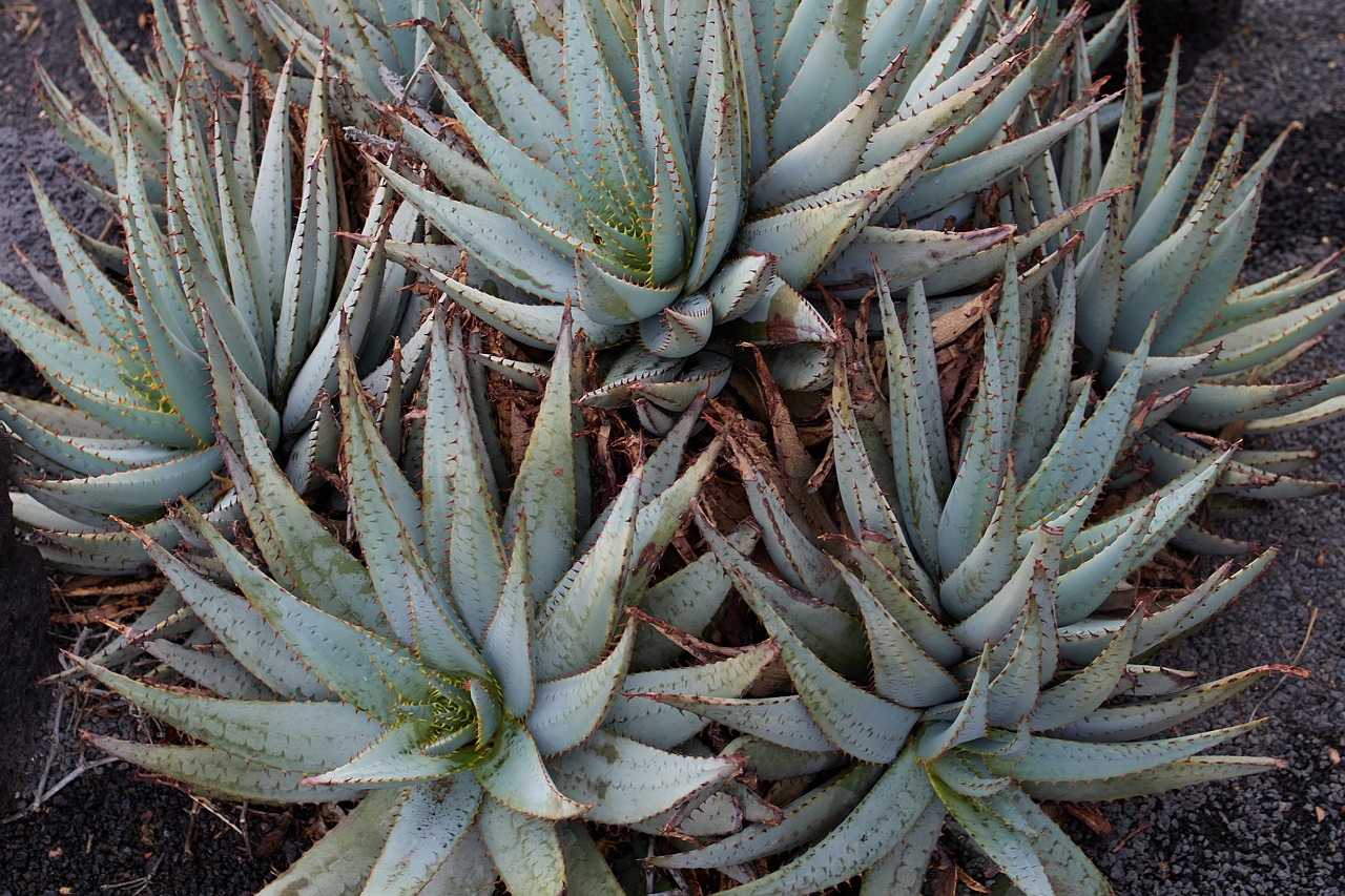 Aloe Vera Pflanze - Kostenloses Foto auf Pixabay