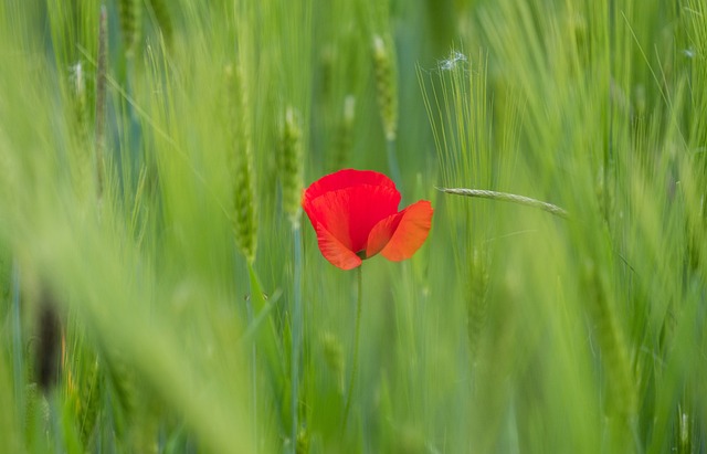 Flor, Papoula, Campo, Natureza, Bloom