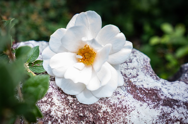 Flor, Natureza, Jardim, Planta