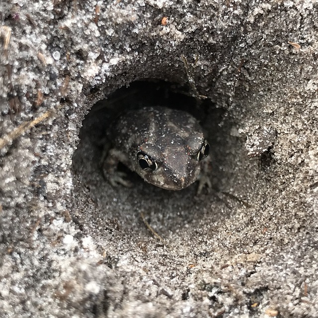 Frog Tunnel Hole Dirt Free photo on Pixabay Pixabay