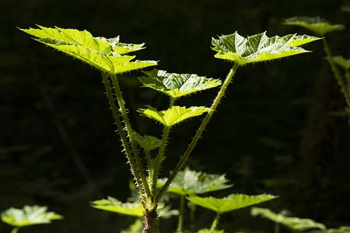 Plantaardige, Bladeren, Duivels Klauw