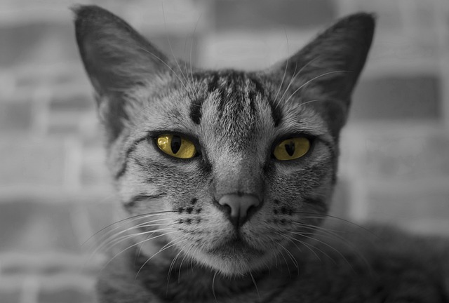 Free Cat Kitten photo and picture