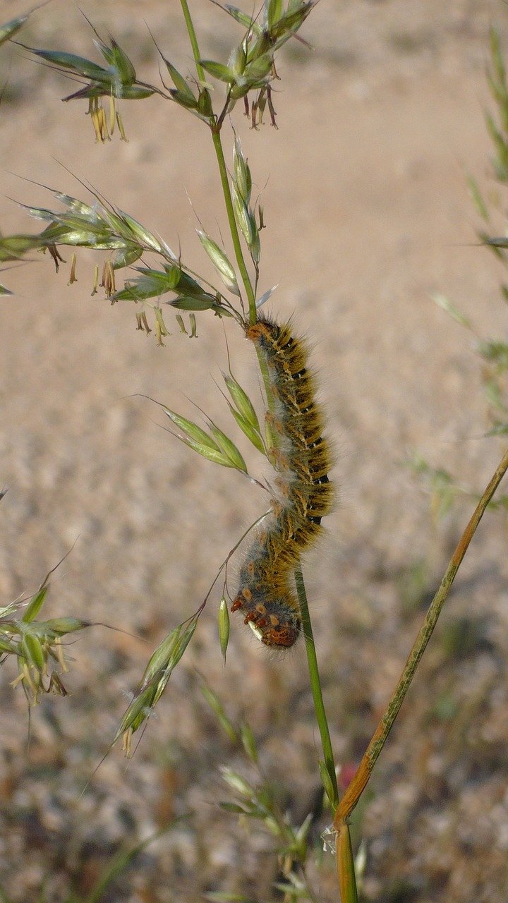 Caterpillar Butterfly Insect - Free photo on Pixabay