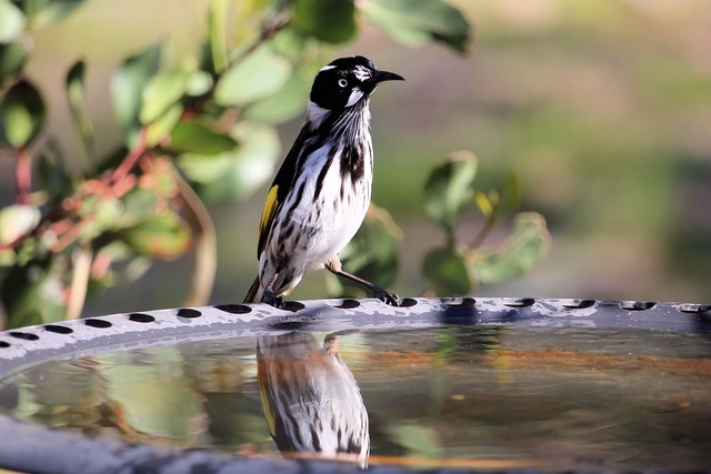 Free New Holland Honeyeater Bird photo and picture