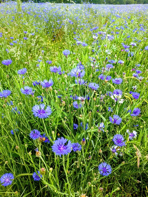 Gebied, Bloemen, Natuur, De Lente