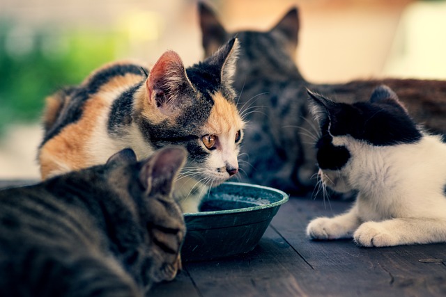 無料の猫の写真と画像