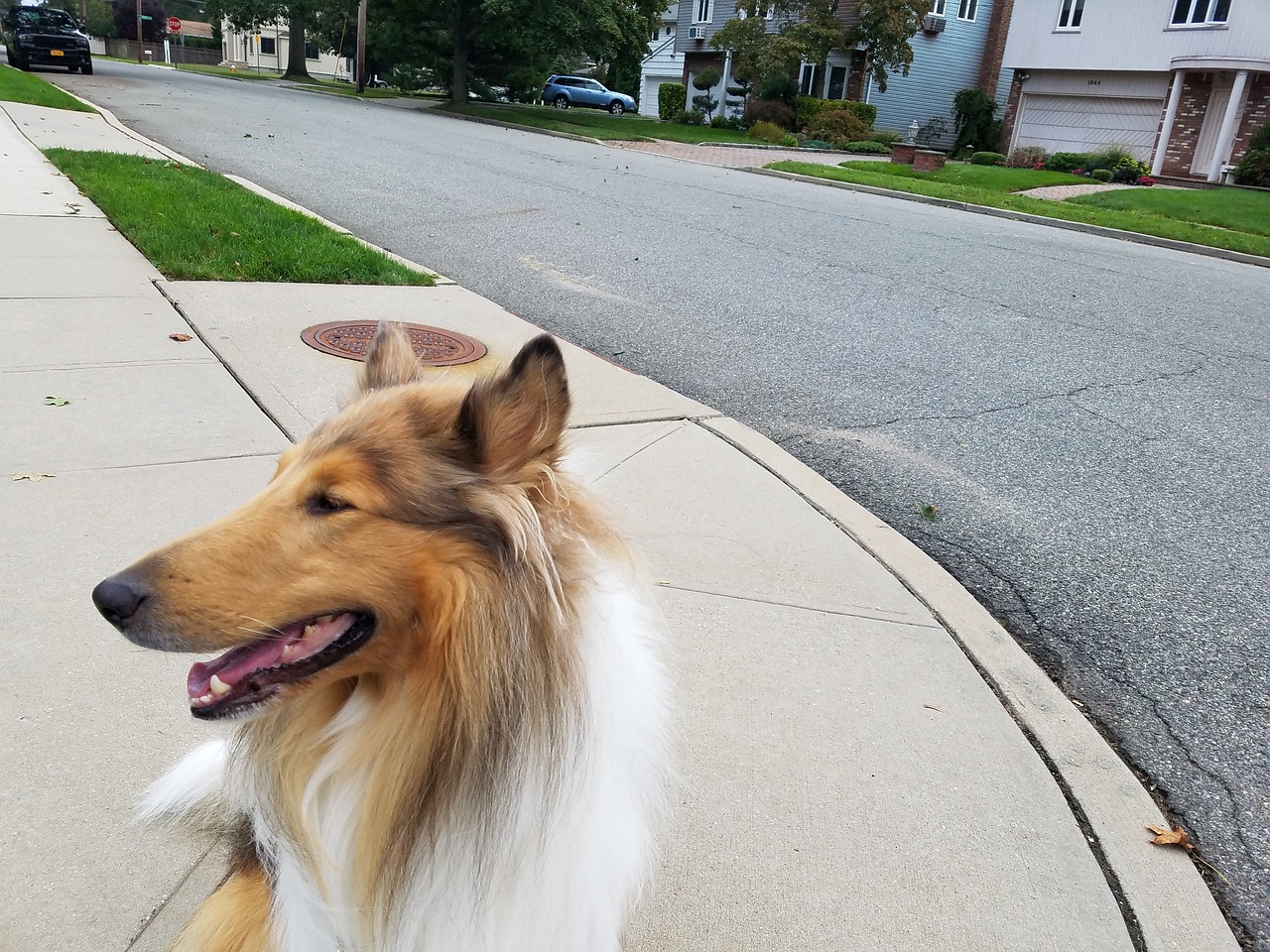 Images De Chien Mignon