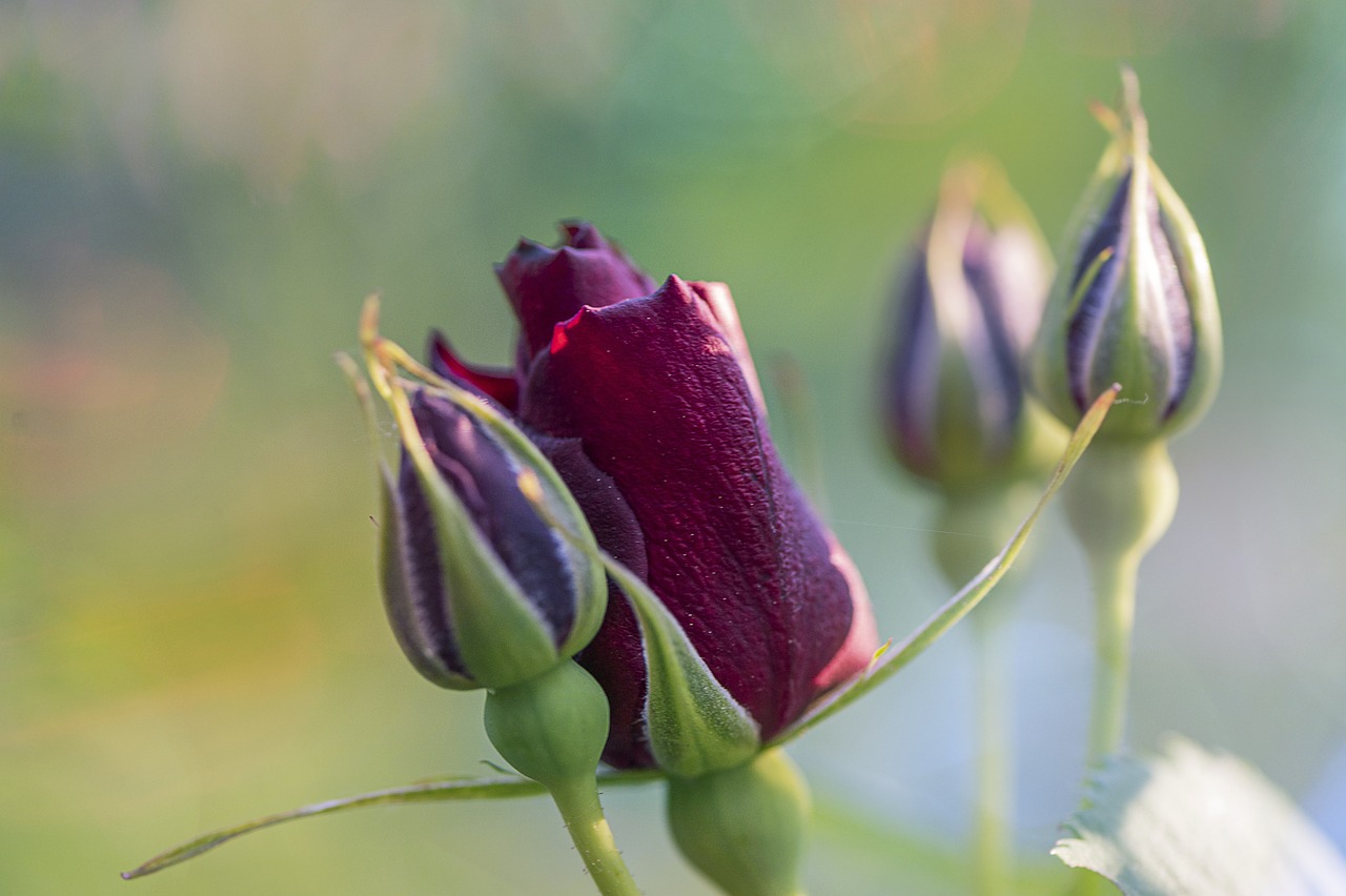 Impression sur Toile 100x40cm Tableaux Image Photo Tulipe fleurs rosée