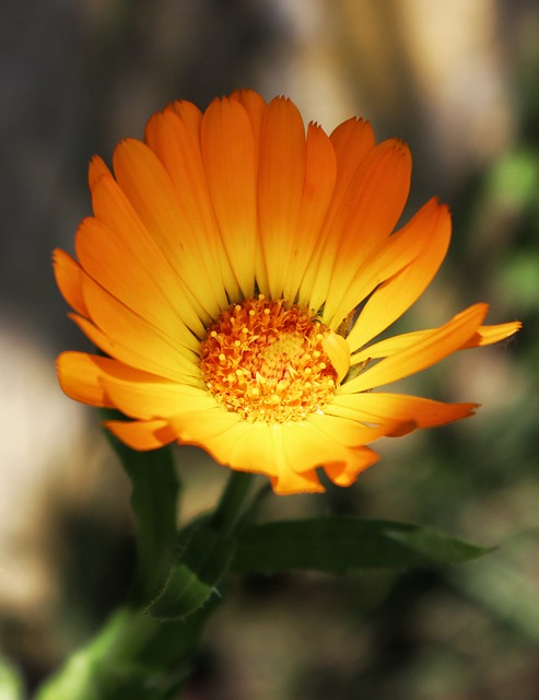 Bunga Kebun Bloom - Foto gratis di Pixabay - Pixabay