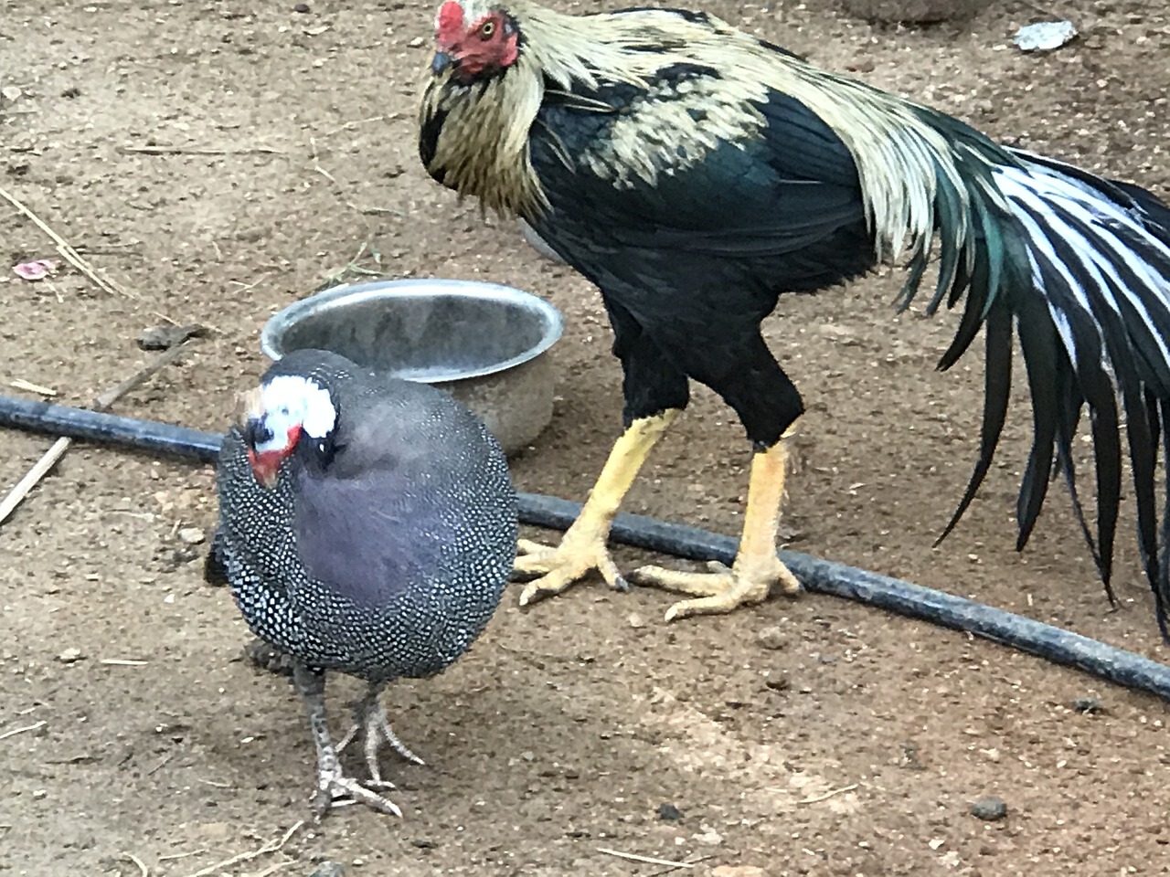 Desi Cock Rural Village - Free photo on Pixabay - Pixabay