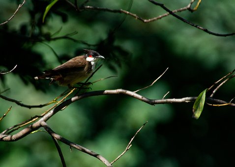 Free Bird Red-Whiskered Bulbul photo and picture