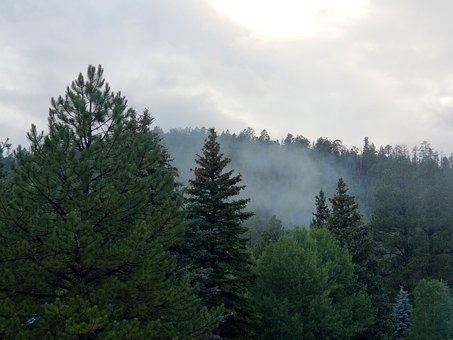 Free Mist Pine photo and picture
