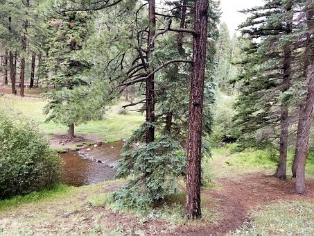 Free Trees Forest photo and picture