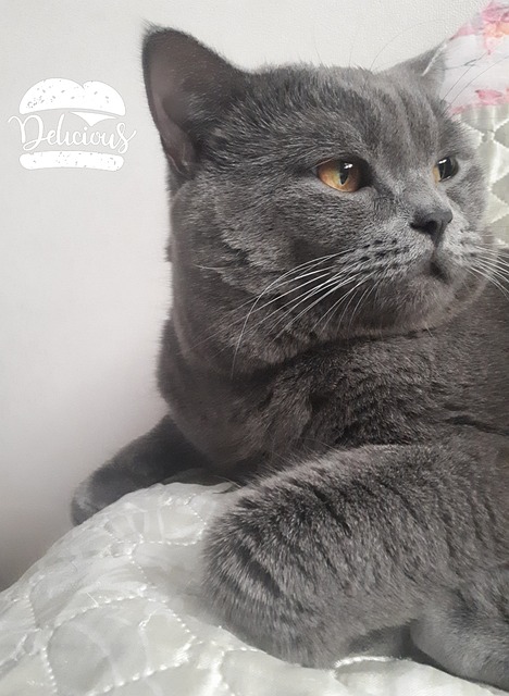 Free Cat Kittens photo and picture