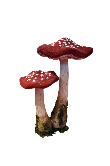 Champiñones, Hongo, Hongos, Planta