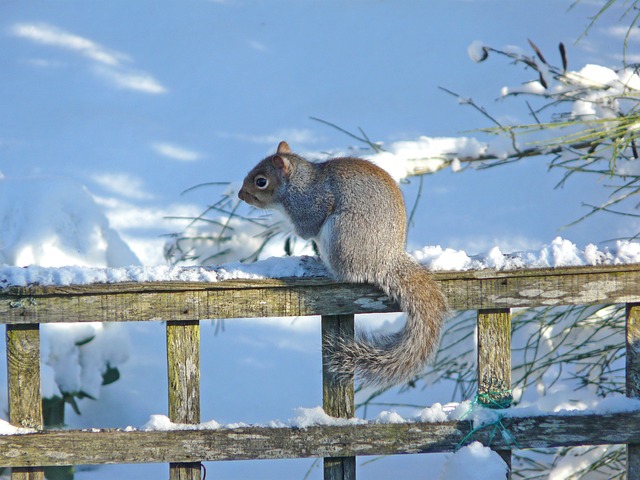 Free Squirrel Grey Squirrel photo and picture