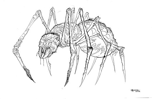 Edderkop, Pen Og Blæk, Arachnid, Malebog